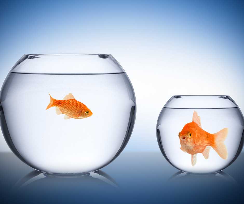 There's always a bigger bowl and bigger fish!